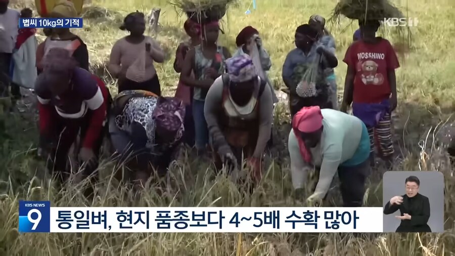 통일벼가 굉장하긴 굉장하구먼_2.png