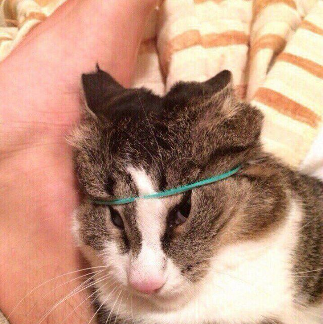 그저 미소녀 머리에 고무줄을 씌울 뿐인 짤_1.jpg