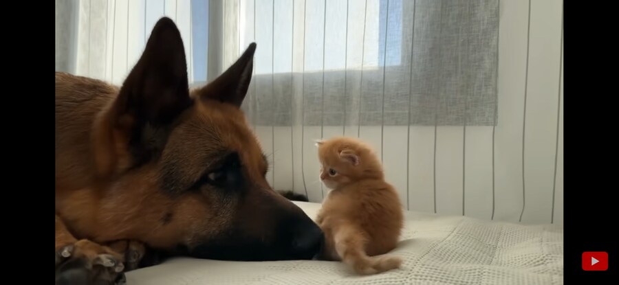 내가 리트리버+아깽이 조합만큼 좋은 것 보여주겠음!!!_3.jpg