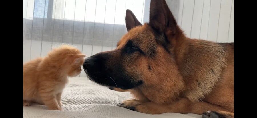 내가 리트리버+아깽이 조합만큼 좋은 것 보여주겠음!!!_7.jpg