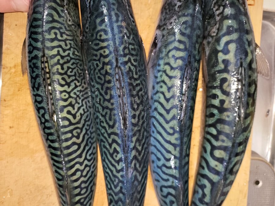 일본의 창의력 대장_1.jpg