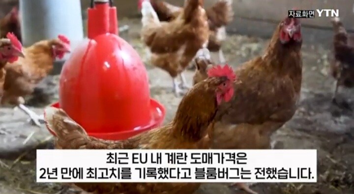 프랑스: 내가 먹고 죽을 계란도 없다고!!!_7.jpg