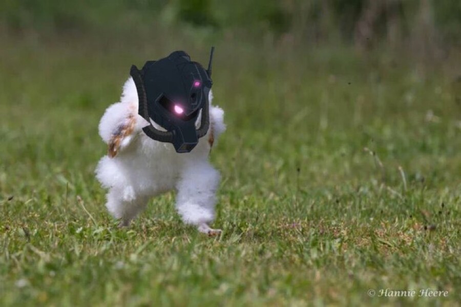 에호에호 달리는 부엉이 근황_3.jpg