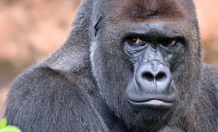 도둑에게 빼앗기는 만화.manhwa_7.jpg