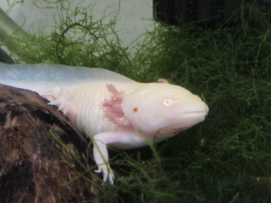 수조)수초위의 럼프_1.jpg