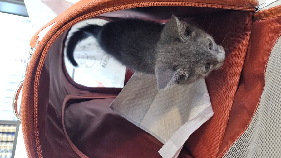 똥꼬발랄한 러블 아깽이 , 분양했습니다. ♥-♥_3.jpg