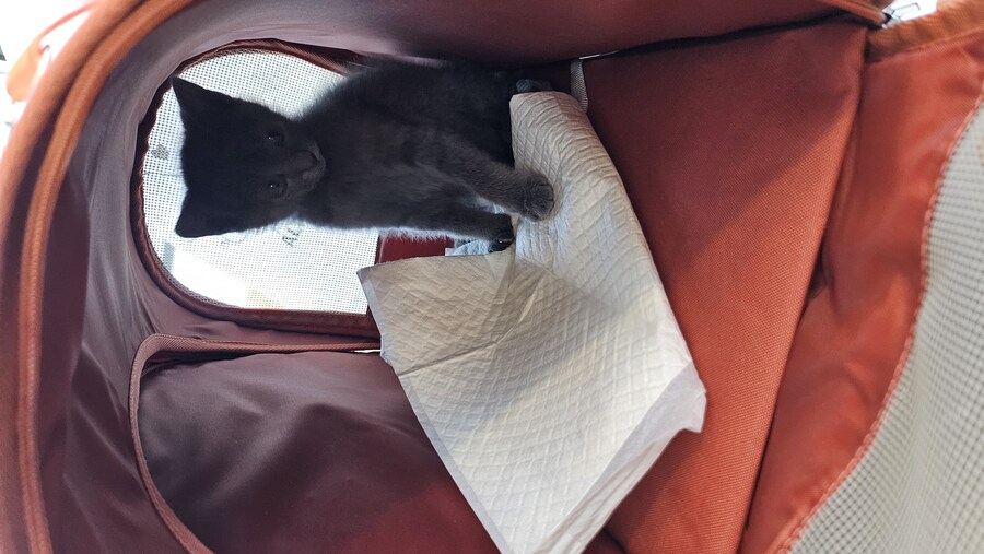 똥꼬발랄한 러블 아깽이 , 분양했습니다. ♥-♥_4.jpg