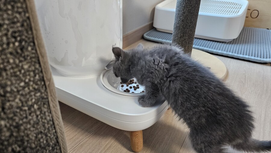 똥꼬발랄한 러블 아깽이 , 분양했습니다. ♥-♥_19.jpg