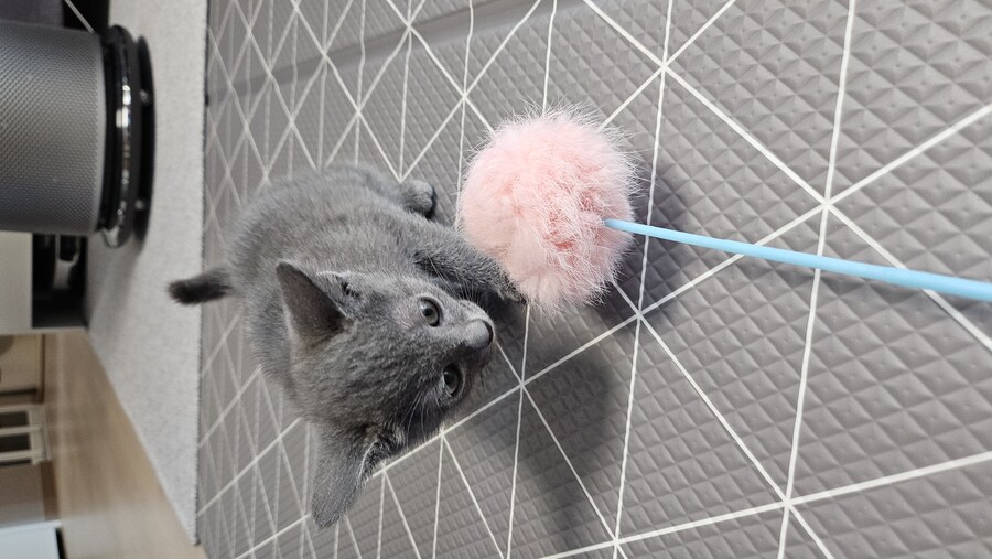 똥꼬발랄한 러블 아깽이 , 분양했습니다. ♥-♥_21.jpg