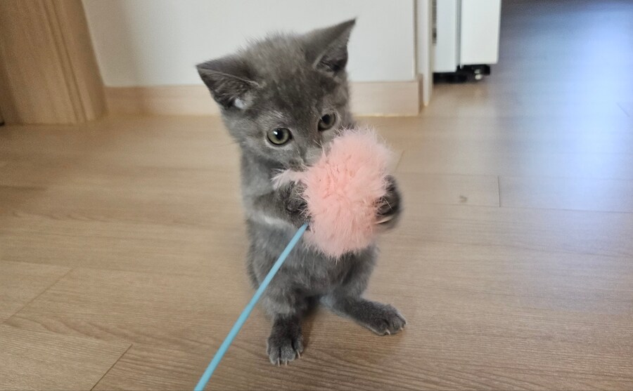 똥꼬발랄한 러블 아깽이 , 분양했습니다. ♥-♥_22.jpg