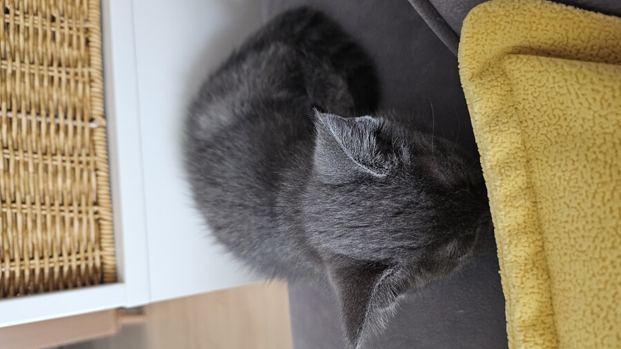 똥꼬발랄한 러블 아깽이 , 분양했습니다. ♥-♥_27.jpg