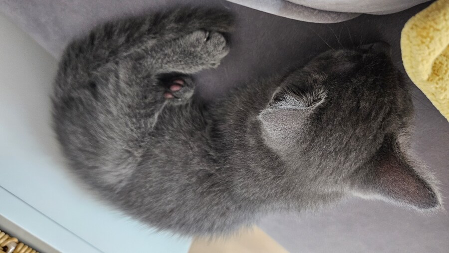 똥꼬발랄한 러블 아깽이 , 분양했습니다. ♥-♥_28.jpg