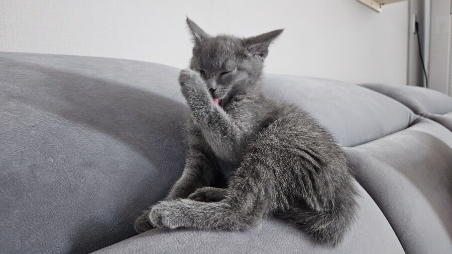 똥꼬발랄한 러블 아깽이 , 분양했습니다. ♥-♥_29.jpg