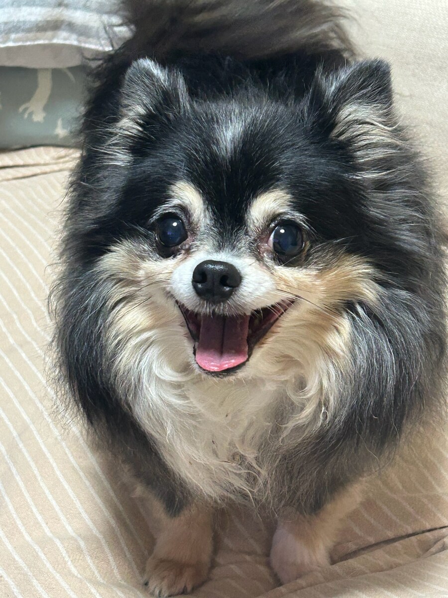 표정이 극과 극을 달리는 치와와.twit_1.jpg