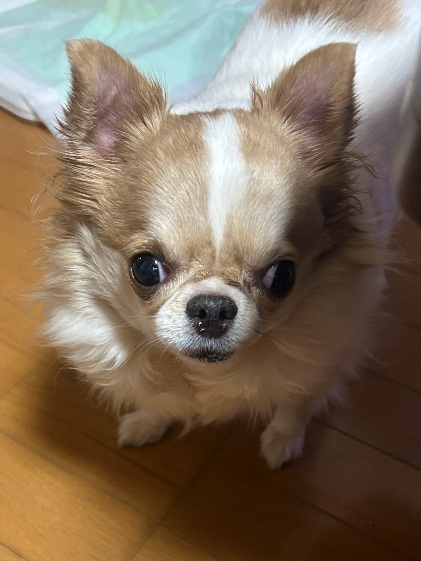 표정이 극과 극을 달리는 치와와.twit_2.jpg