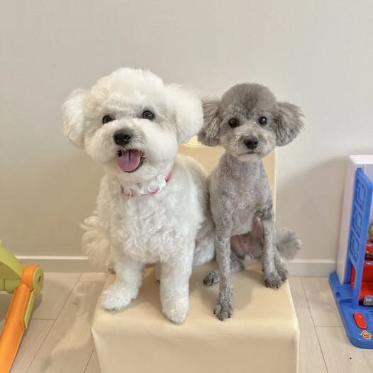 곱슬거리는 대표적인 강아지들_7.jpg