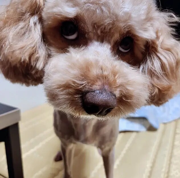 물가 너무비싸서 오리목뼈 간식 만들기_4.png