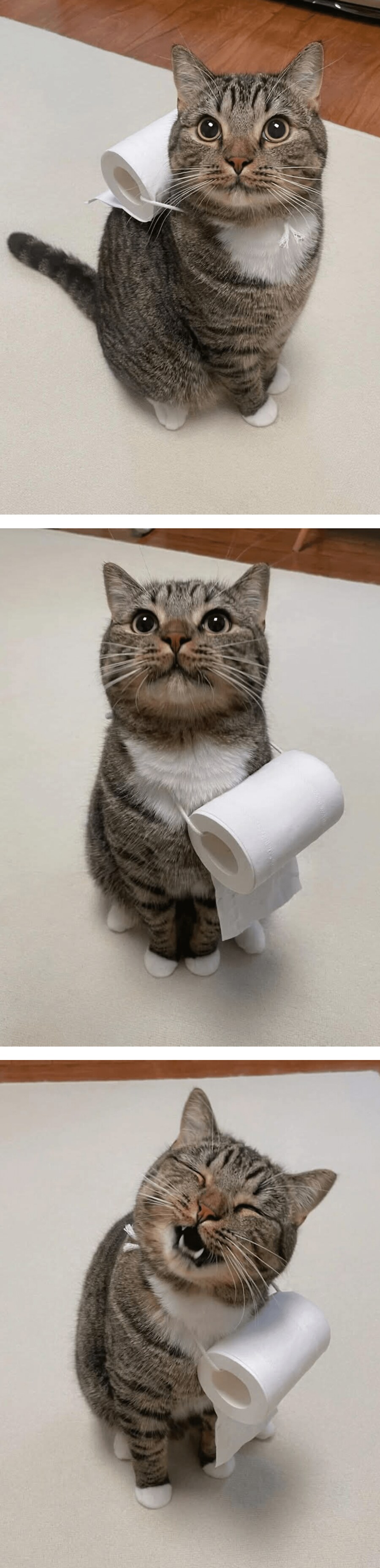 쓸데없이 화장실 따라오는 냥냥이한테 역할을 줌_1.png