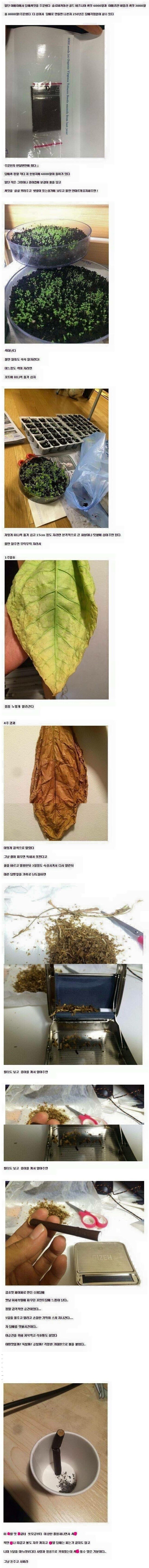 담배값이 비싸 직접 재배해서 말아 피워봤다._1.jpg