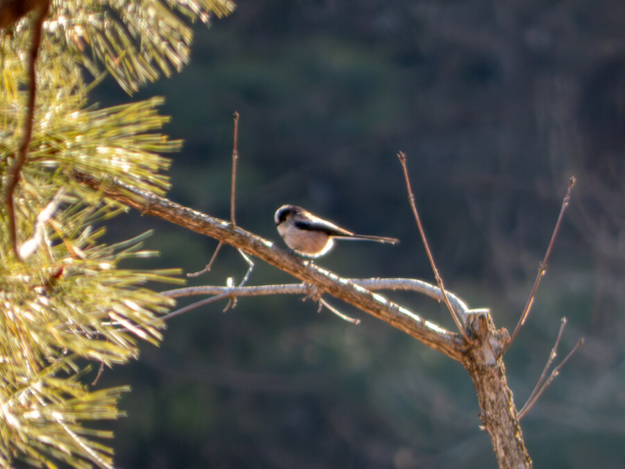 2월 망한 탐조_4.jpg