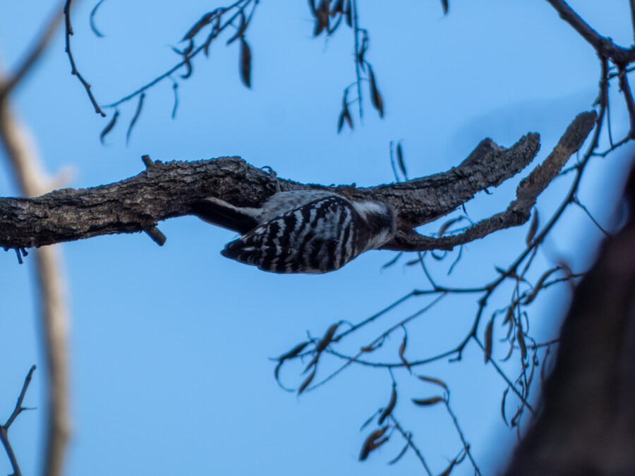 2월 망한 탐조_6.jpg