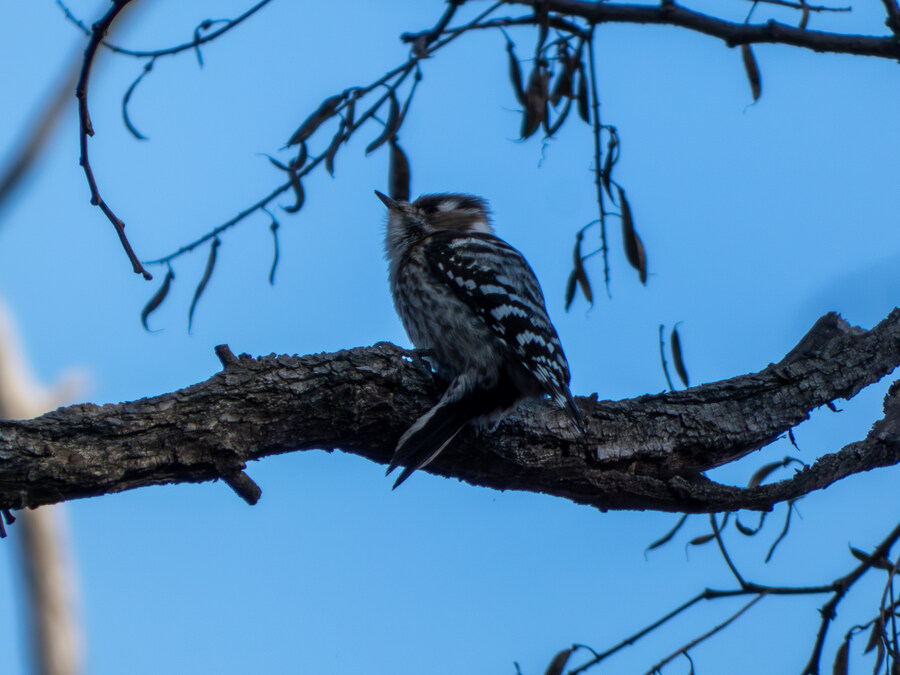 2월 망한 탐조_7.jpg