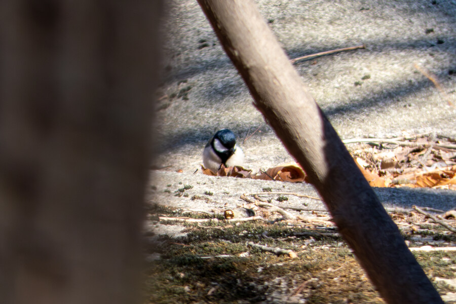 2월 망한 탐조_17.jpg