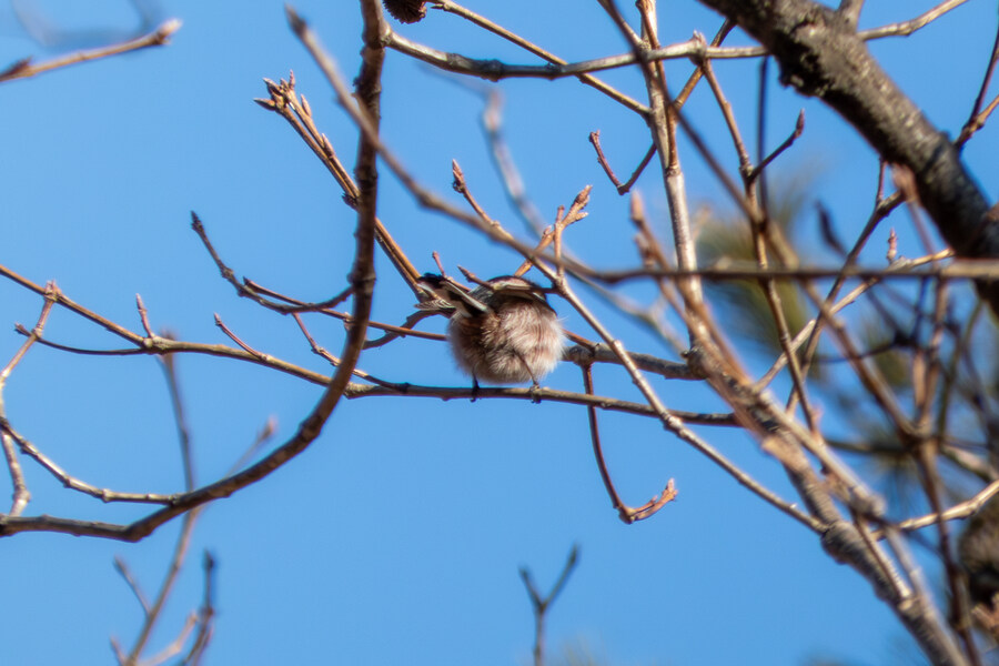 2월 망한 탐조_18.jpg