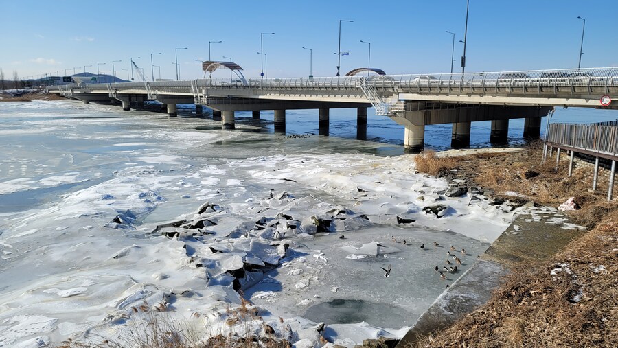 2월 시화호 북단 및 오이도 탐조_4.jpg
