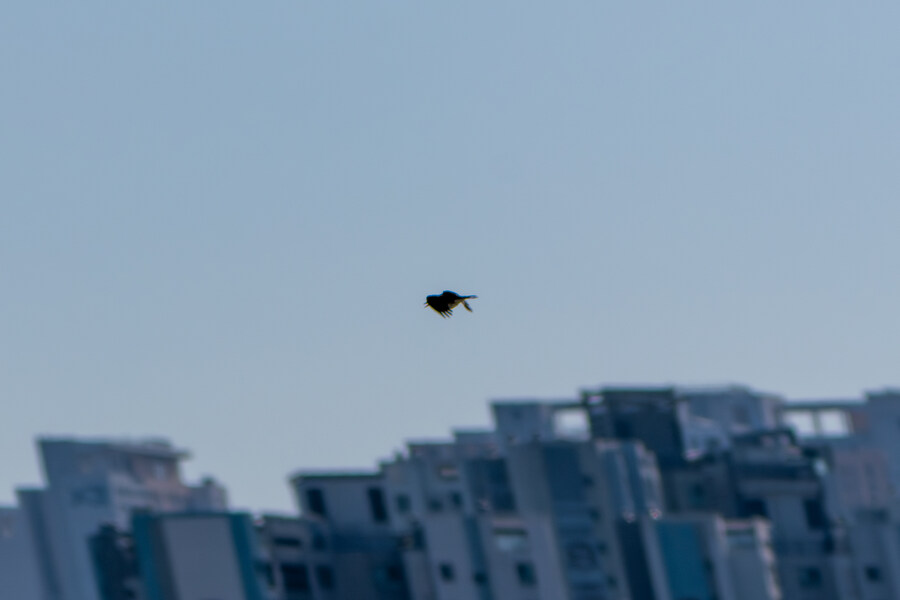 2월 시화호 북단 및 오이도 탐조_5.jpg