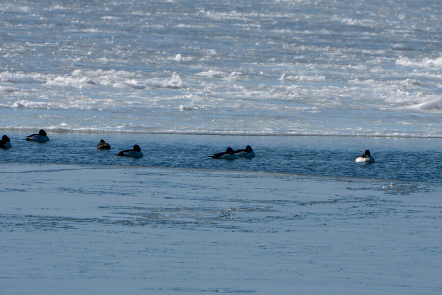 2월 시화호 북단 및 오이도 탐조_9.jpg