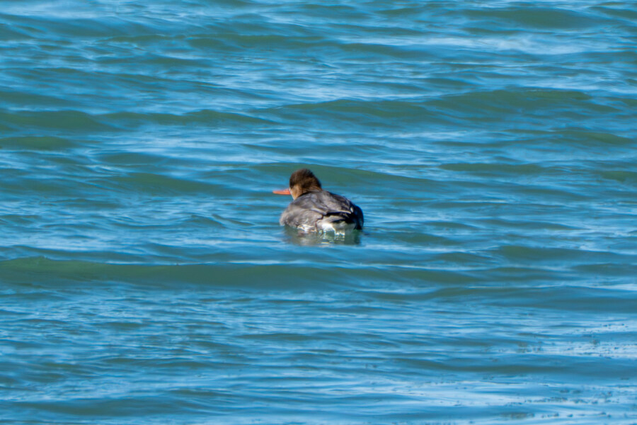 2월 시화호 북단 및 오이도 탐조_16.jpg