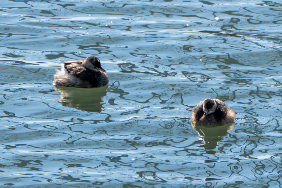 2월 시화호 북단 및 오이도 탐조_19.jpg
