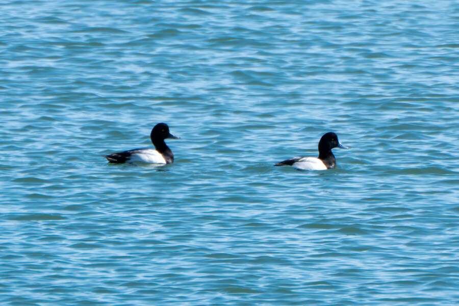 2월 시화호 북단 및 오이도 탐조_26.jpg