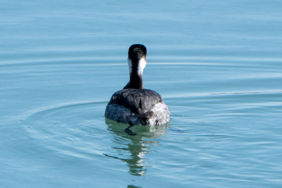 2월 시화호 북단 및 오이도 탐조_30.jpg