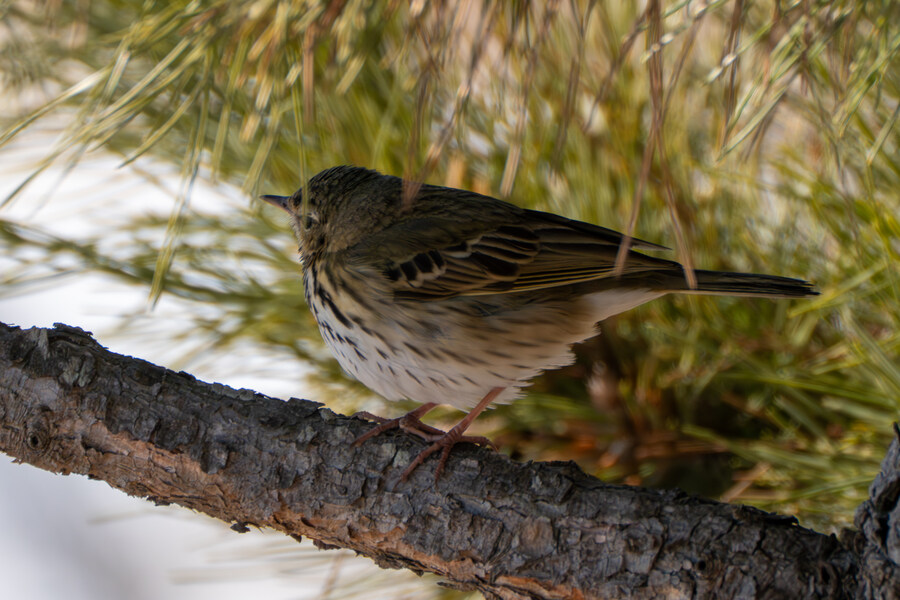 2월 시화호 북단 및 오이도 탐조_32.jpg