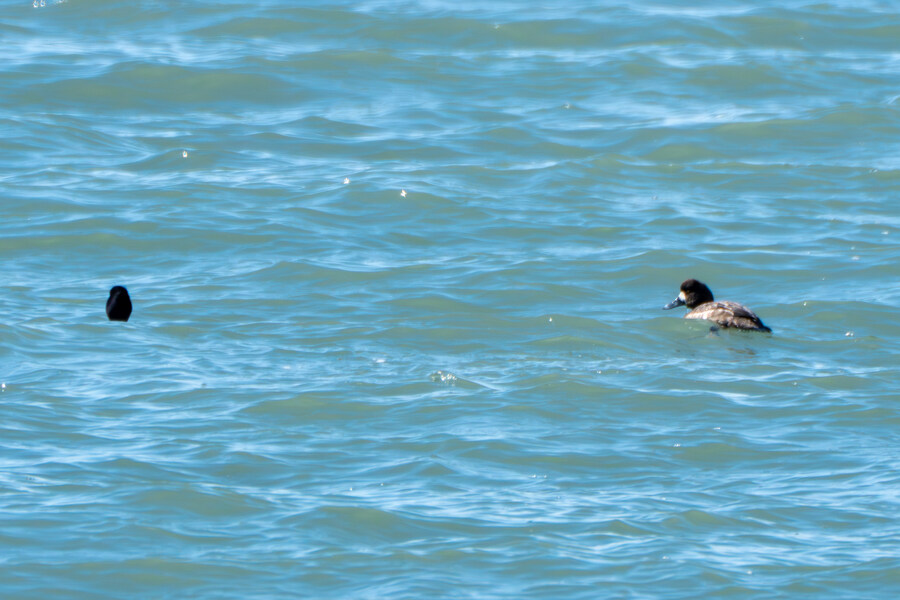 2월 시화호 북단 및 오이도 탐조_34.jpg