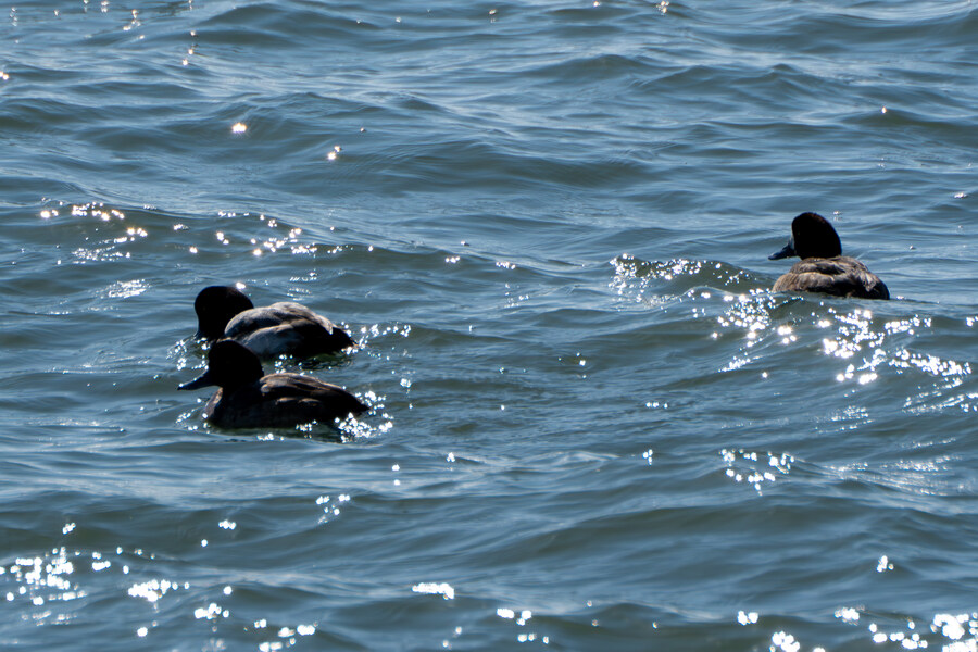 2월 시화호 북단 및 오이도 탐조_35.jpg