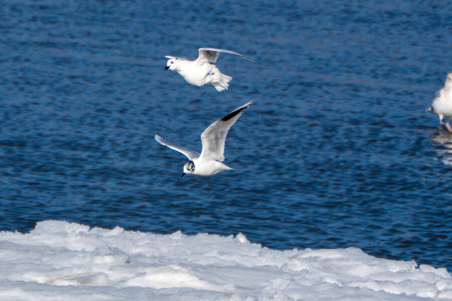 2월 시화호 북단 및 오이도 탐조_46.jpg
