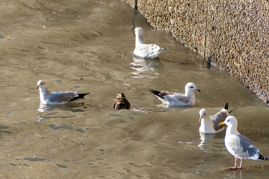 2월 시화호 북단 및 오이도 탐조_54.jpg