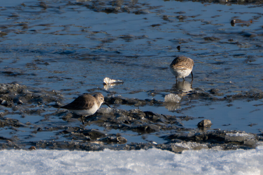 2월 시화호 북단 및 오이도 탐조_56.jpg