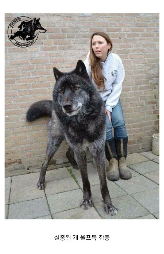 옆집 개가 쓰레기통 뒤지는거 보고 사살한 이웃.JPG_2.webp