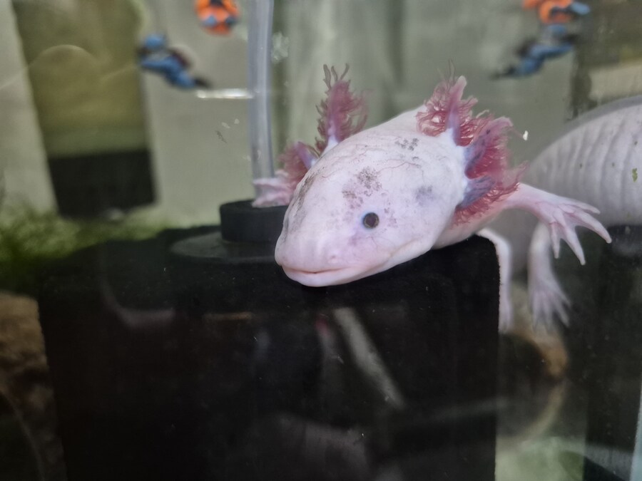 수조)오늘도 올라가있는 부시_1.jpg