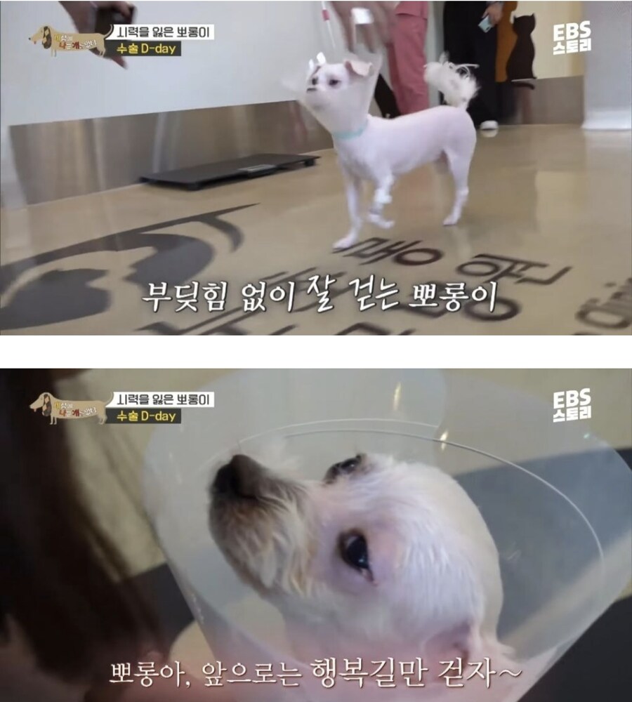 학대로 시력 잃은 강아지가 사랑하는 사람을 처음 본 날_3.png