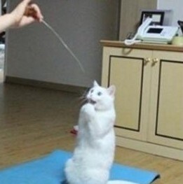 어머나! 고양이_1.jpg