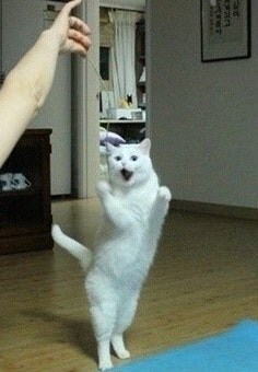 어머나! 고양이_2.jpg