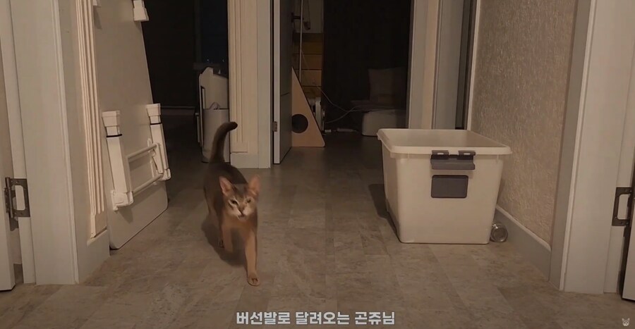 냥집사들 외출했다 귀가했을 때 가슴 철렁 하는 순간_6.png