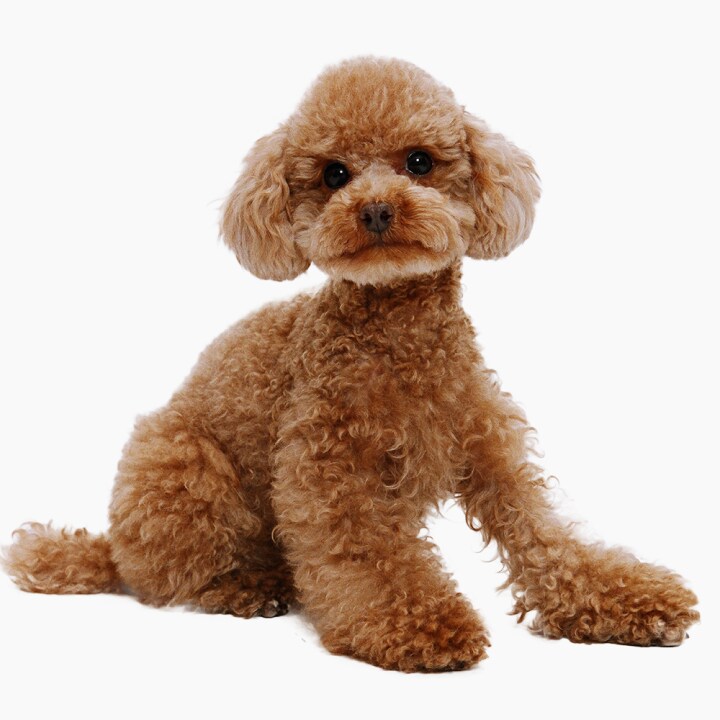 19)열흘안에 암캐가 되는 의붓동생 빨리와 잘리기 전에!!_1.png