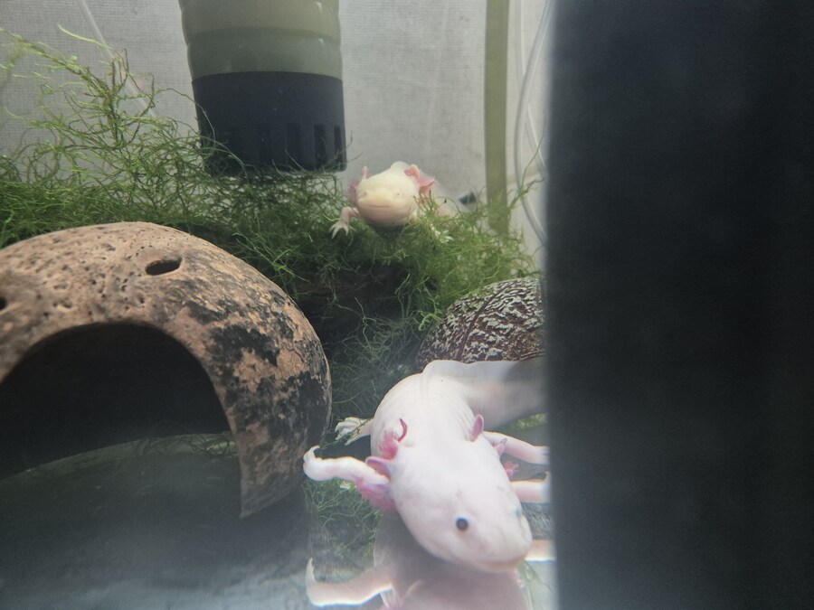 수조)상럼프 하헌바_1.jpg