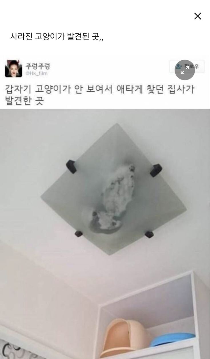 사라진 고양이를 발견한 곳.jpg_1.jpg